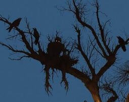 . -..- .--. .-..--- ... .. --- -.